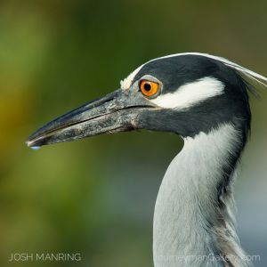 Josh Manring Photographer Decor Wall Art -  Florida Birds Everglades -52.jpg